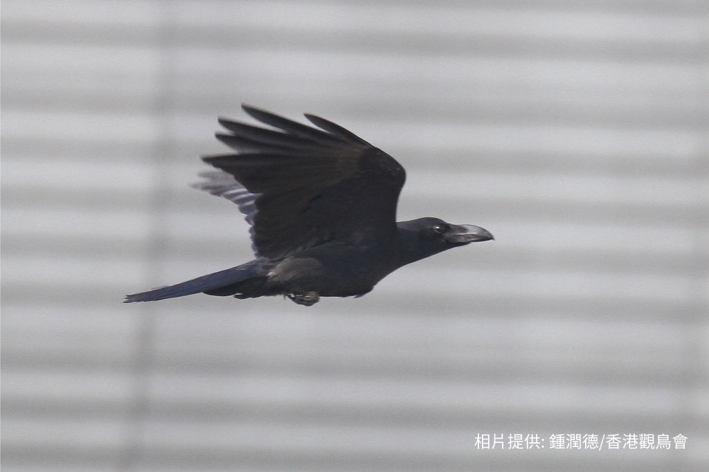 Large-billed Crow 大嘴烏鴉