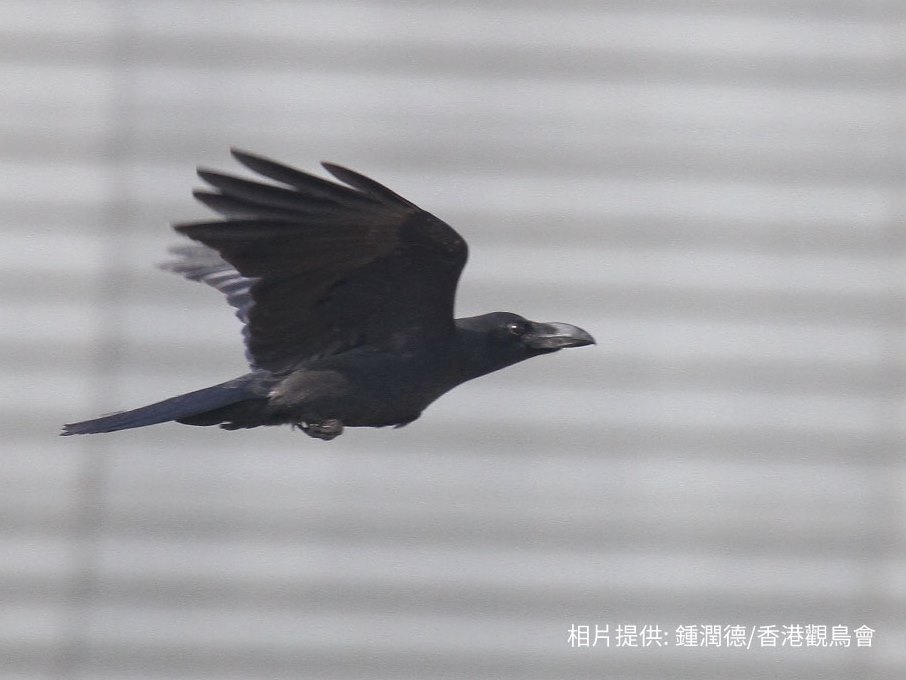 Large-billed Crow 大嘴烏鴉
