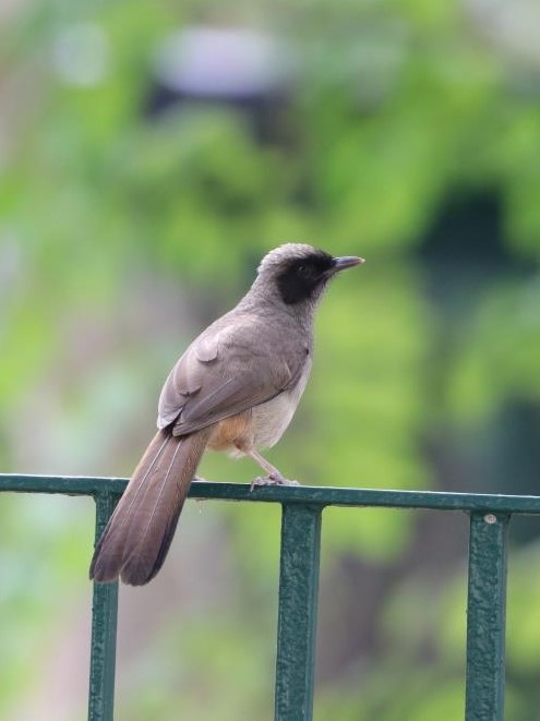 Masked Laughingthrush 黑臉噪鶥