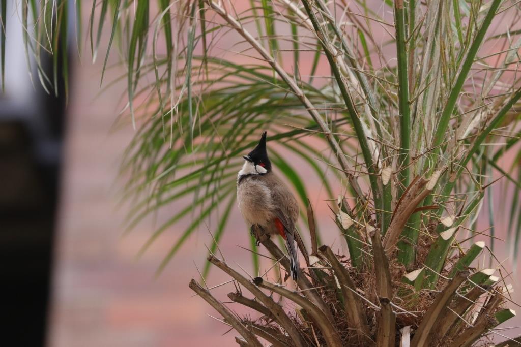 Red-whiskered Bulbul 紅耳鵯