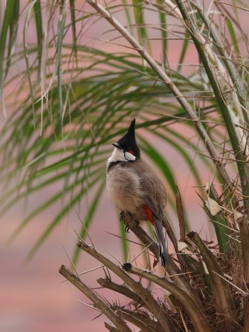 Red-whiskered Bulbul 紅耳鵯