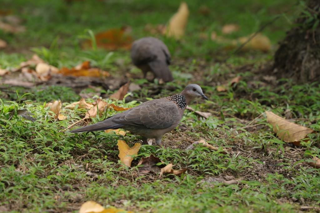 Spotted Dove 珠頸斑鳩