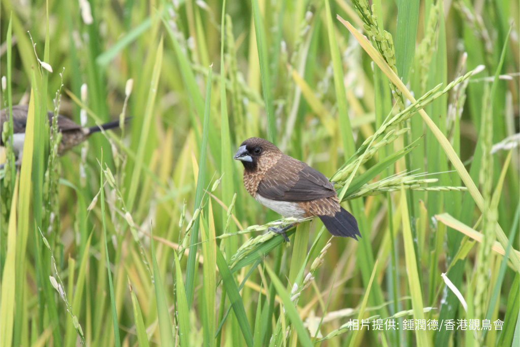 White-rumped Munia 白腰文鳥