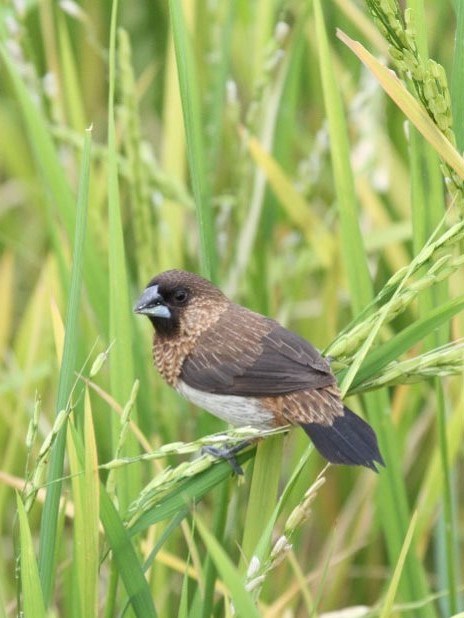 White-rumped Munia 白腰文鳥