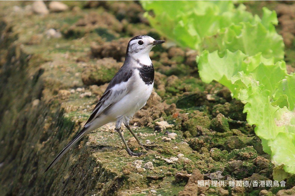 White Wagtail 白鶺鴒