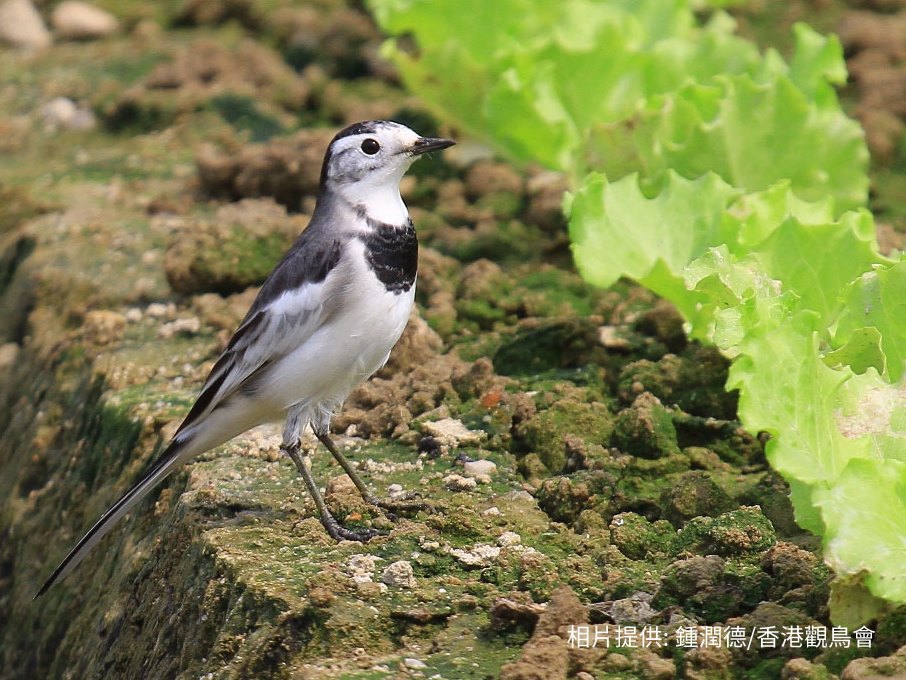 White Wagtail 白鶺鴒