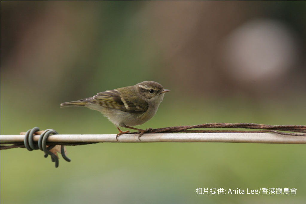 Yellow-browed Warbler 黃眉柳鶯