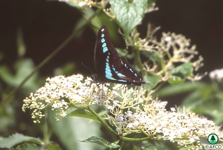 Common Bluebottle 青鳳蝶