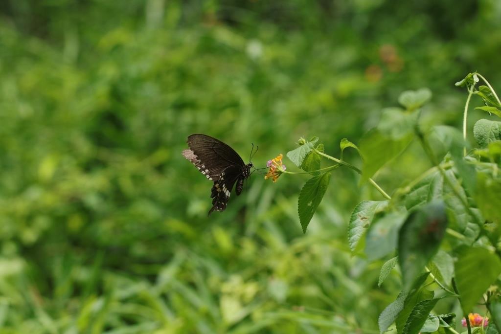 Common Mormon 玉帶鳳蝶