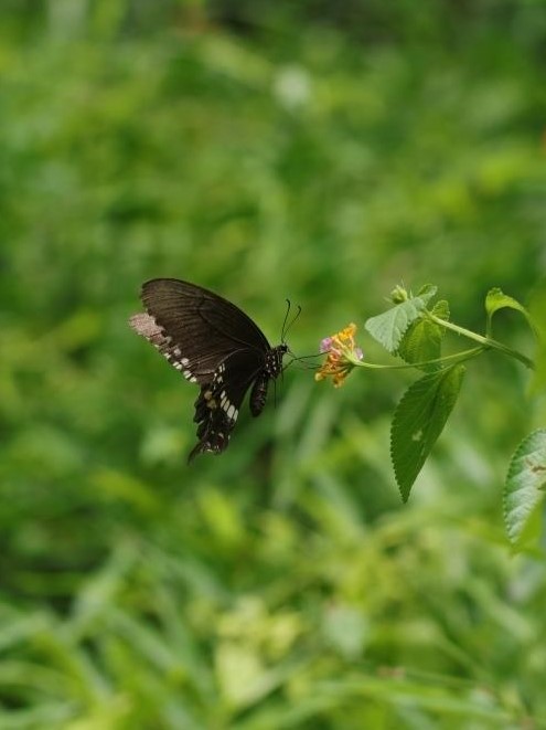 Common Mormon 玉帶鳳蝶