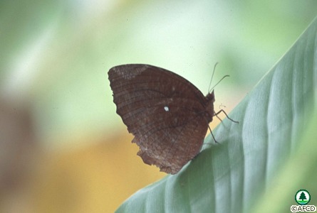 Common Palmfly 翠袖鋸眼蝶