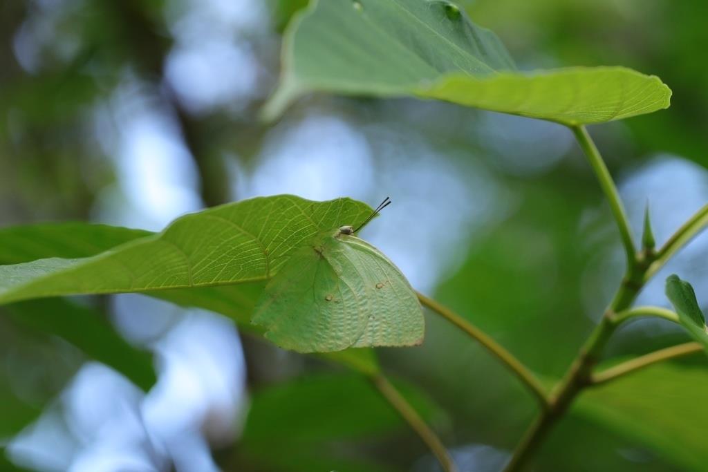 Lemon Emigrant 遷粉蝶