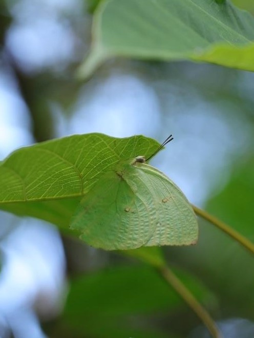 Lemon Emigrant 遷粉蝶