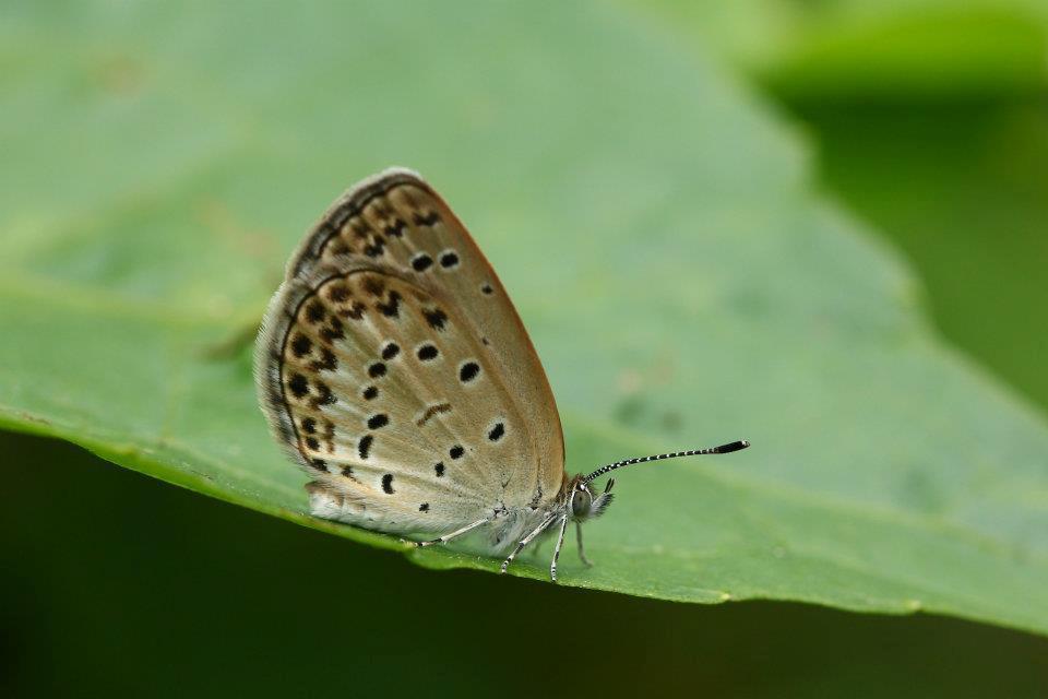 Pale Grass Blue 酢醬灰蝶