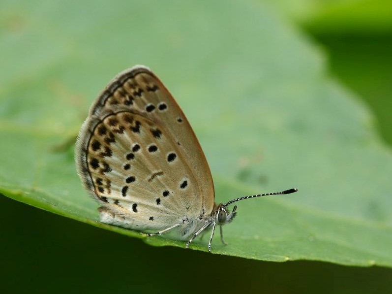 Pale Grass Blue 酢醬灰蝶