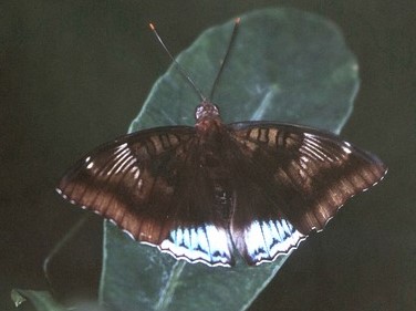 White-edged Blue Baron 尖翅翠蛺蝶