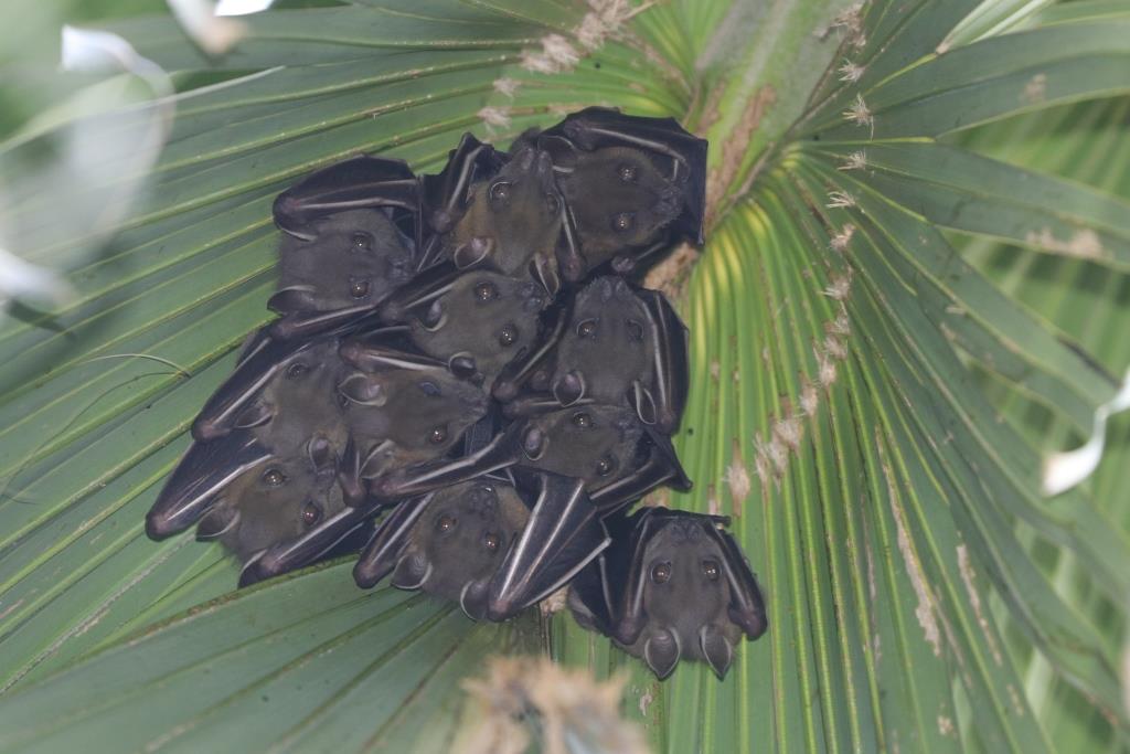 Short-nosed Fruit Bat 短吻果蝠