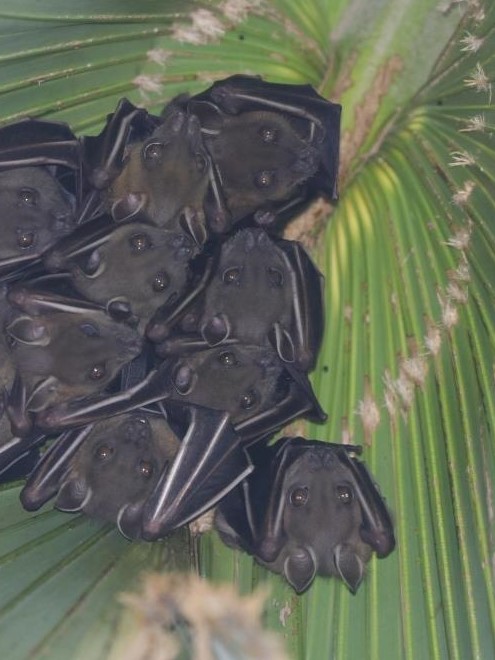 Short-nosed Fruit Bat 短吻果蝠