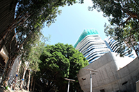 Preservation of Mature Trees