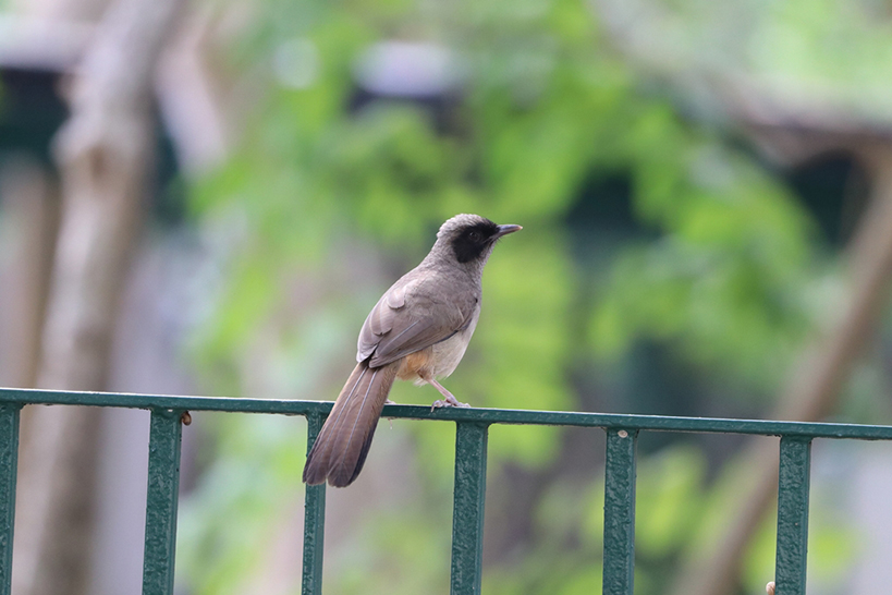Fauna@PolyU displays information about different species of fauna