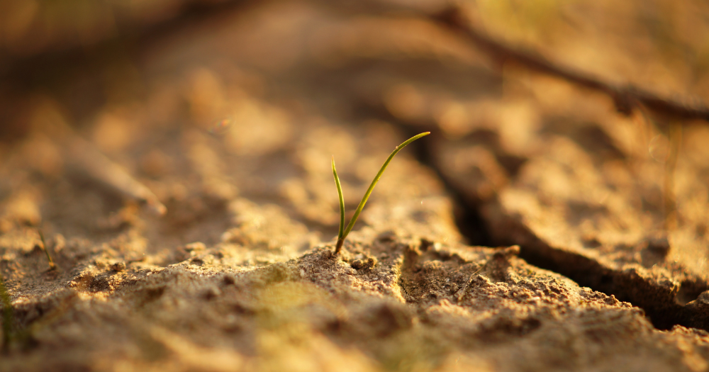 161 PAIR_soil nitrous acid emissions