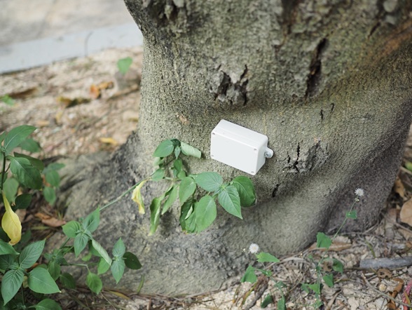 Sensor attached to tree