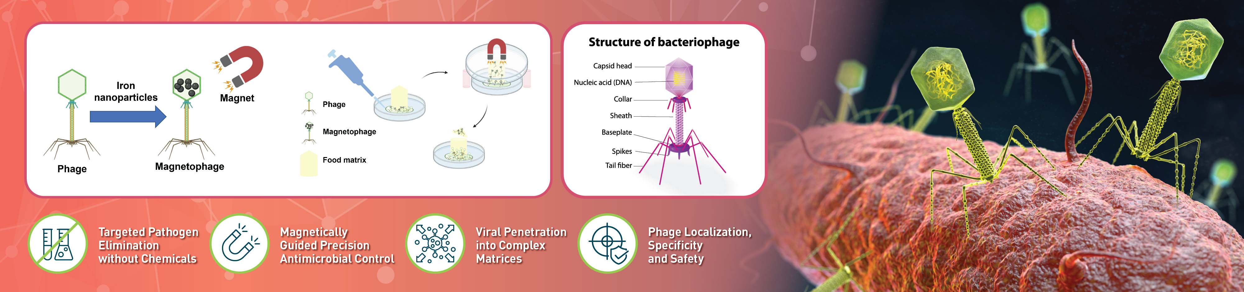 Geneva2026_web_04_Magnetophages_v1