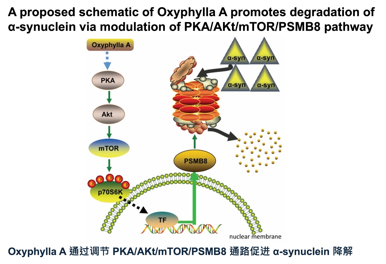 AIM Pharma-- pathway1