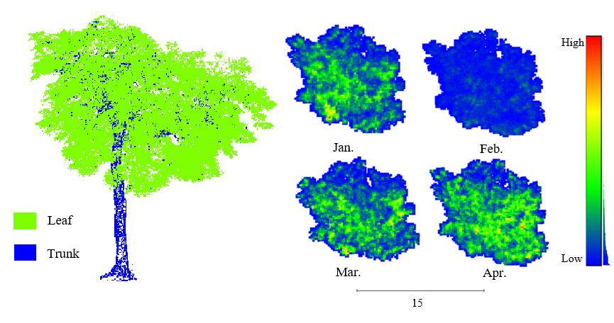 An urban tree scanned by terrestrial laser scanning (TLS) and its monthly leaf area index (LAI) dynamics over a four month period
