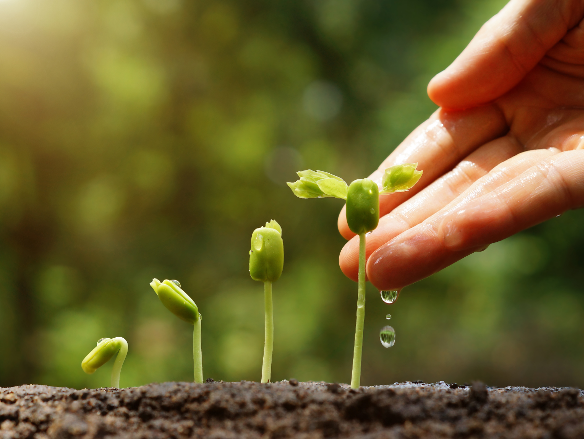 PAIR constituent 1176  884 px