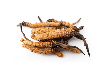 冬蟲夏草Cordyceps sinensis (Berk.) Sacc. 是一種藥用真 菌，多年來一直用作滋補食品及治療藥物。