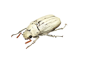 白金龜甲蟲