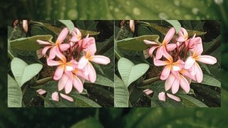 Transforming Ordinary Phone Snapshots into Stunning High-resolution Pictures