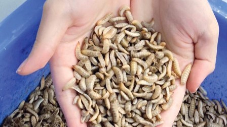 虫启新生:厨余垃圾的绿色蜕变