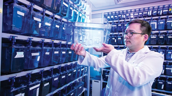 Dr Alvin Ma found zebrafish research of autophagy-related processes in the past could have produced invalid results.