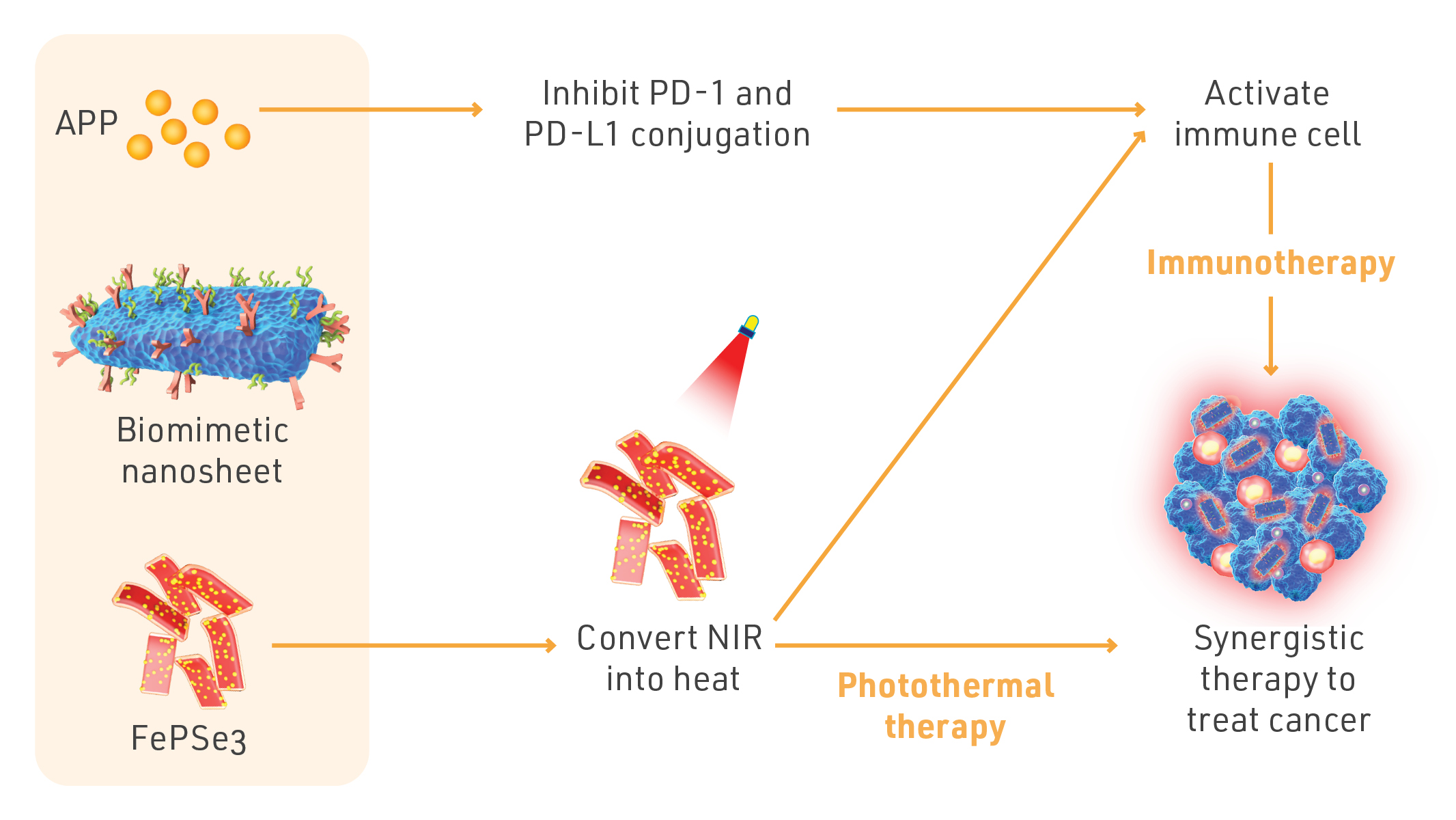 The synergistic therapy of biomimetic nanosheets