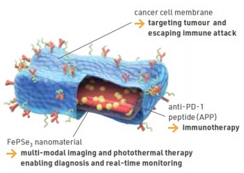 The nanosheet is designed to perform multiple functions.