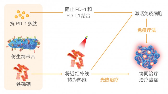 仿生纳米片促成协同治疗