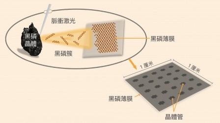 突破性黑磷研究  促進新一代電子及光電子器件發展