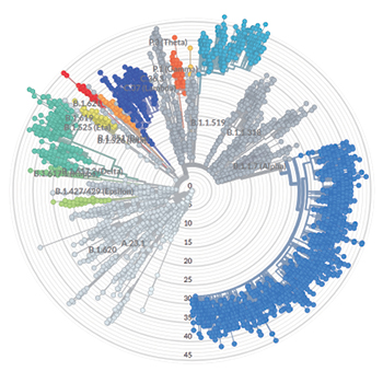 Dr Siu analysed the genomic epidemiology of the new variants of SARS-CoV-2 in Asia.