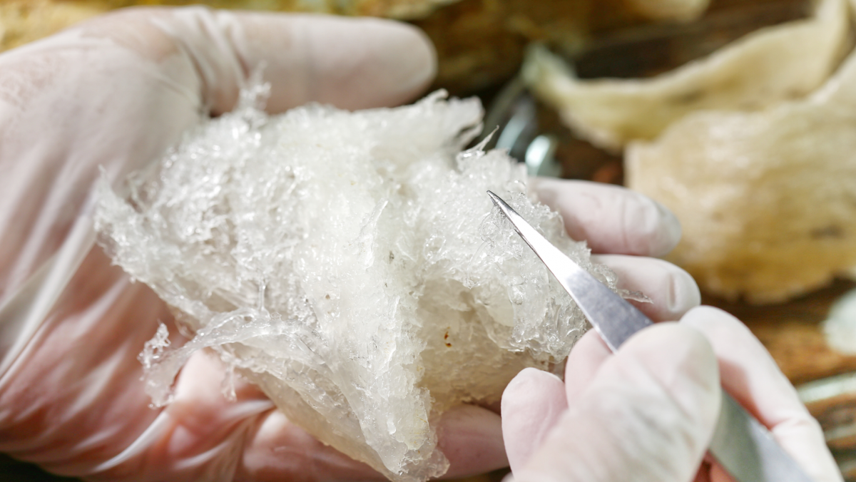 Edible bird’s nest discovery lays the foundation for further studies in