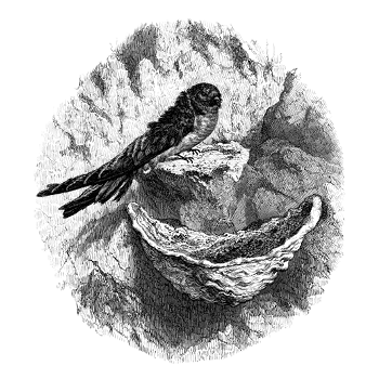 Edible bird's nests (EBNs)