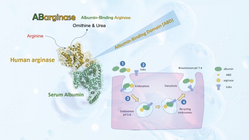 ABarginase