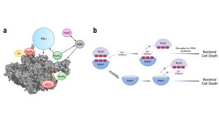 Revolution in Antibiotics: Pioneering a New Era of Antimicrobial Strategies