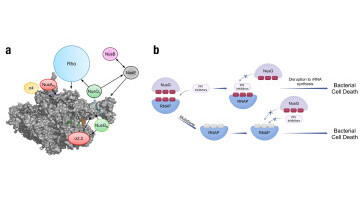 Revolution in Antibiotics: Pioneering a New Era of Antimicrobial Strategies