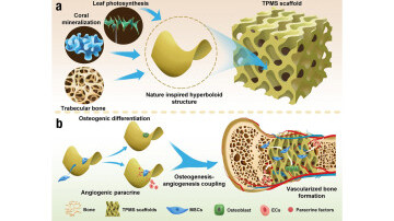  Hope for Bone Repair and Regeneration: Enhancing Osteogenesis with 3D-Printed Triply Periodic Minimal Surface Scaffolds