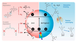 Novel Radical Scavenger in Inverted Organic Photovoltaics to Enhance Solar Energy Harvesting 