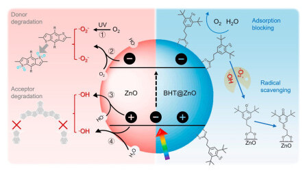Novel Radical Scavenger in Inverted Organic Photovoltaics to Enhance Solar Energy Harvesting 