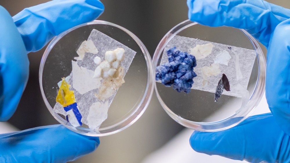 The plastisphere has a pronounced ability to decompose organic compounds, potentially accelerating carbon turnover, and harbours more pathogens that pose health risks.