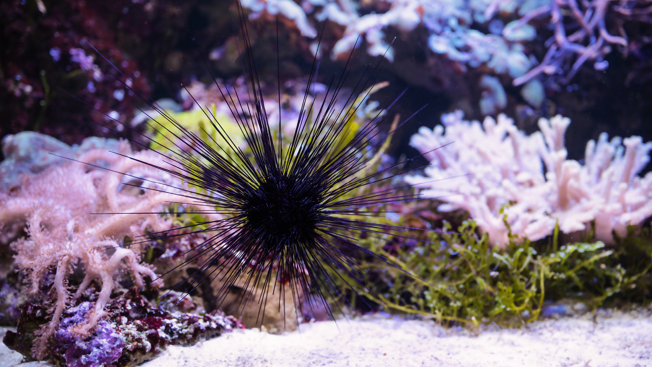sea urchins